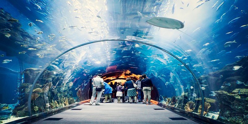 Dubai Aquarium – World’s Largest Suspended Aquarium