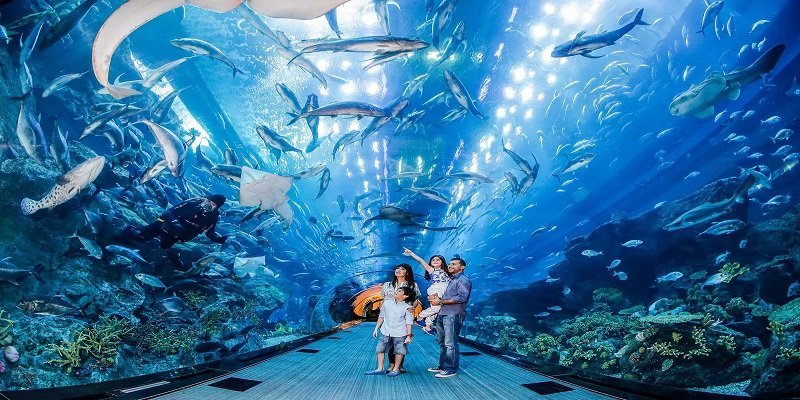Dubai Aquarium: The Biggest Underwater Aquatic Zoo