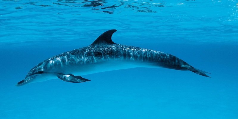 Dubai Dolphinarium - a Fun-Filled Home of Dolphins and Seals