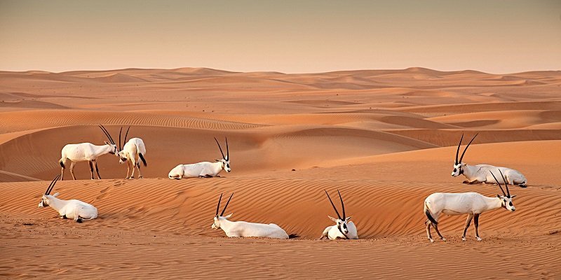 Dubai Desert Conservation Reserve: Home to the Arabian Gazelle