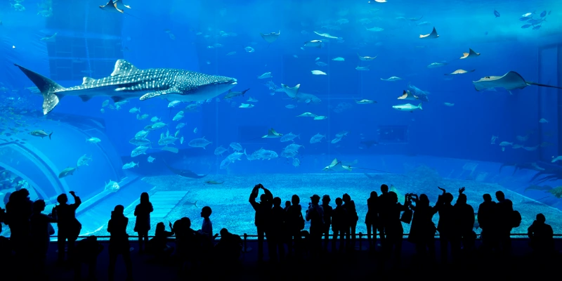 the lost chambers aquarium