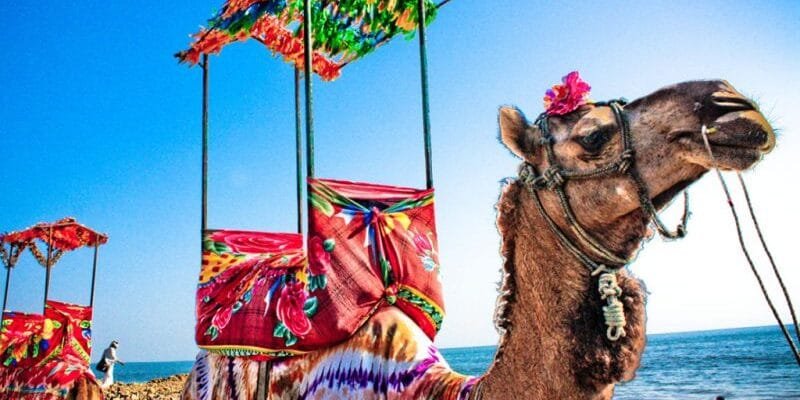 Discovering Gujarat: A Journey Through India's Vibrant State