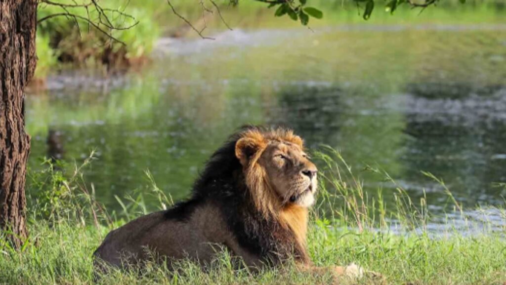 Gir National Park
