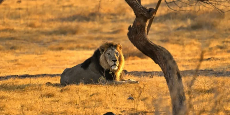 Gir National Park Safari Guide