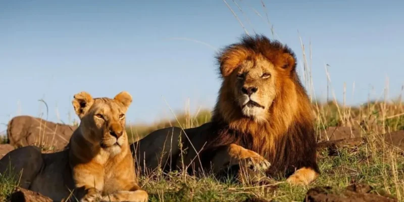 Gir National Park Safari Guide