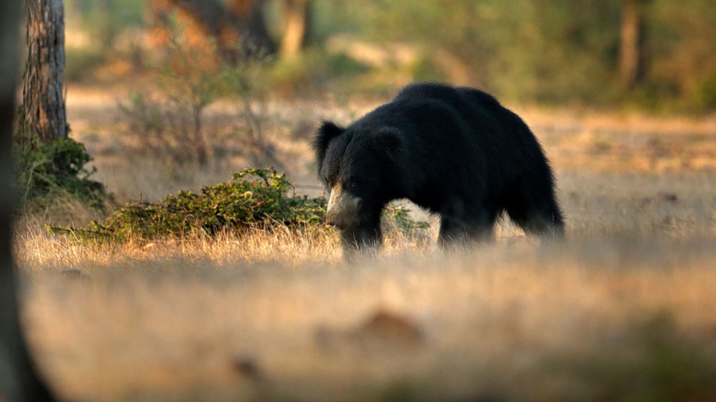 Jessore Sloth Bear Sanctuary