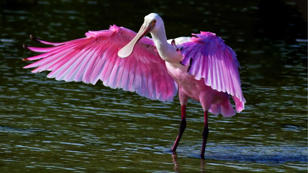 Khijadia Bird Sanctuary, Jamnagar: Complete Birdwatcher's Guide to Gujarat's Ramsar Wetland