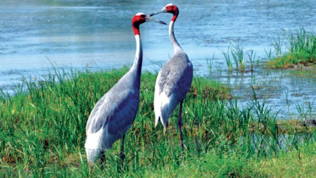 Nal Sarovar Bird Sanctuary