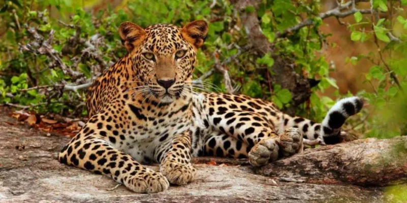 Purna Wildlife Sanctuary