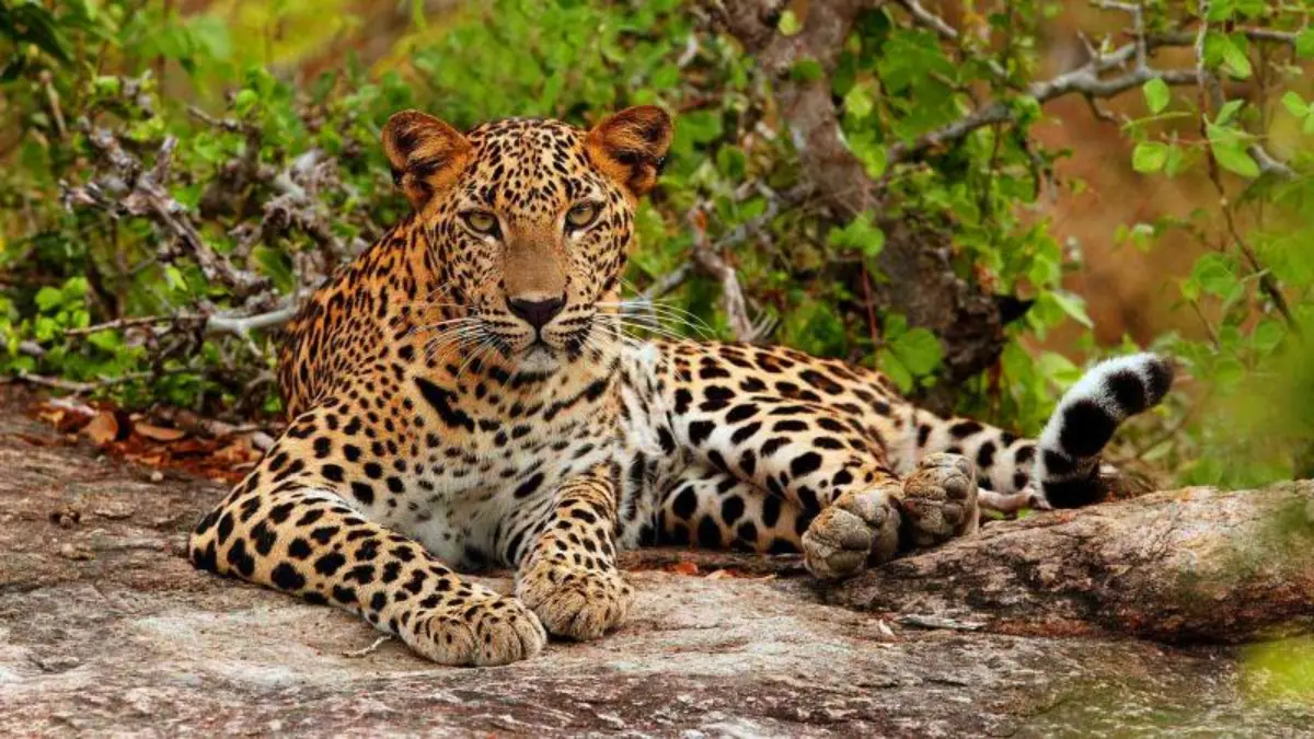 Mahal Dang Purna Wildlife Sanctuary, Dang: Complete Guide to Gujarat's Thickest ...
