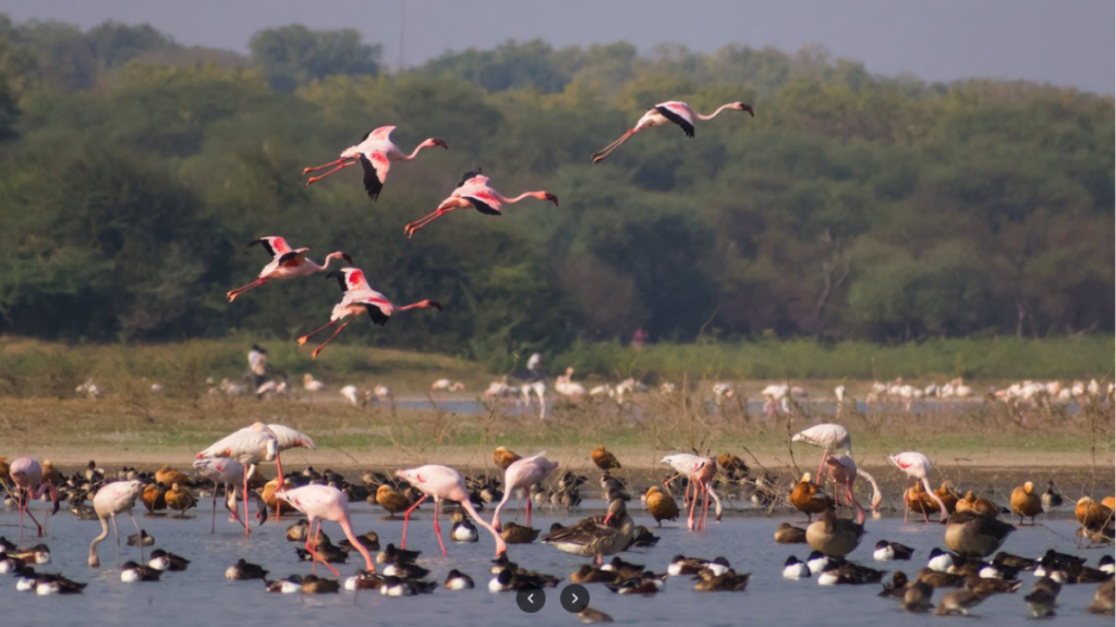 Resident Birds