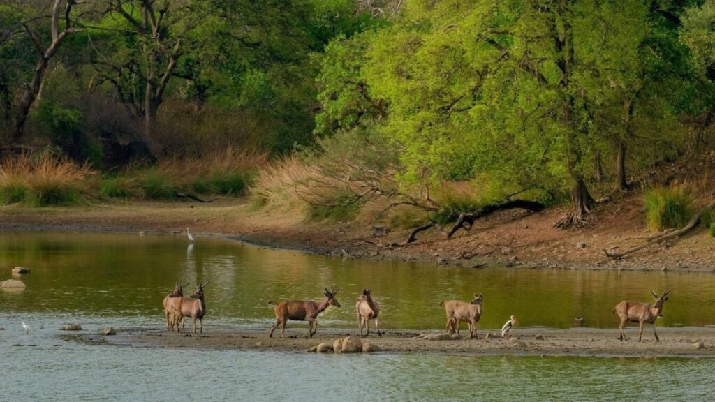 Shoolpaneshwar Wildlife Sanctuary - The Forest Around the Falls