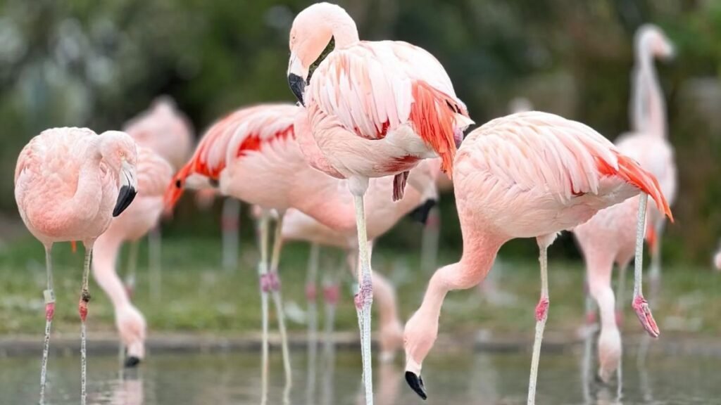 Flamingos