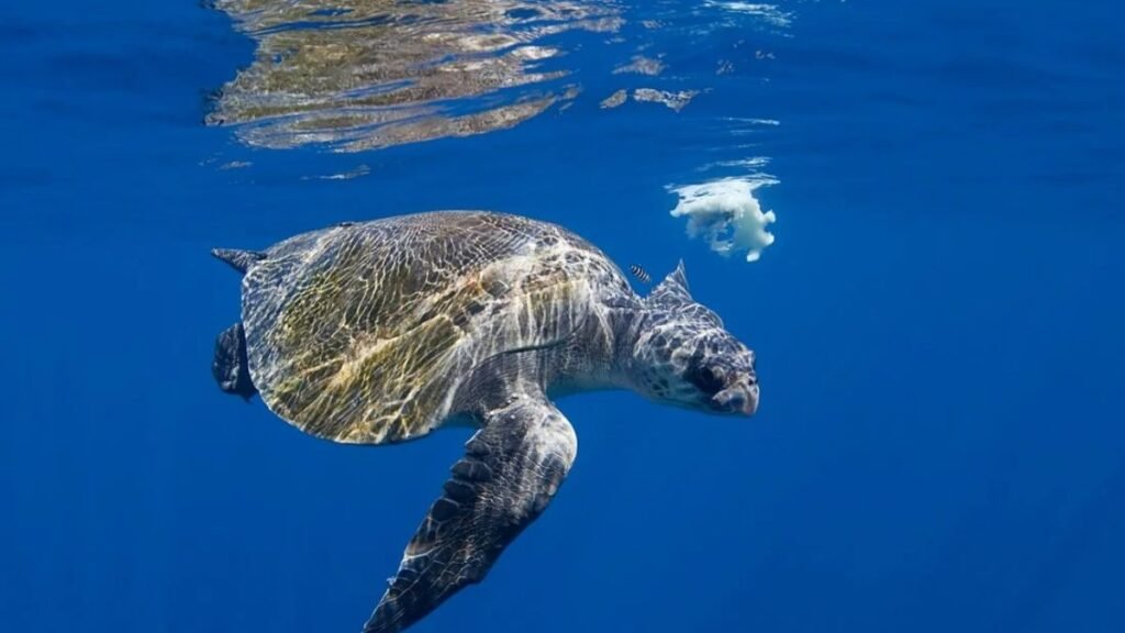 The Olive Ridley Sea Turtle