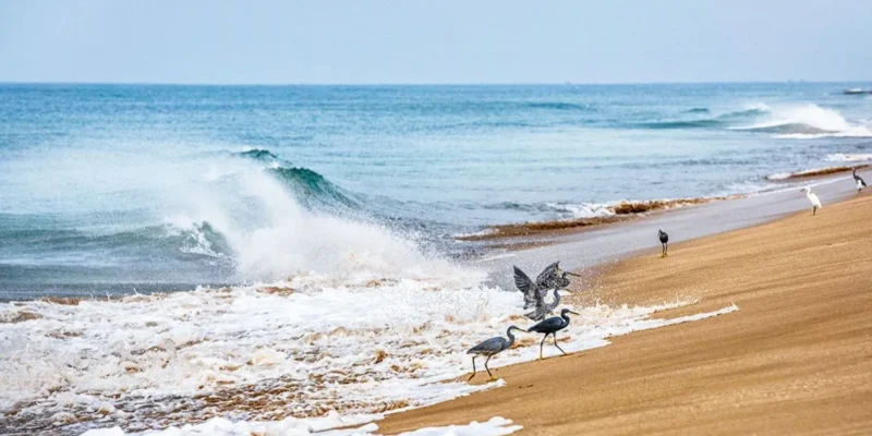 Tithal Beach, Valsad: Complete Guide to Gujarat's Iconic Black Sand Beach