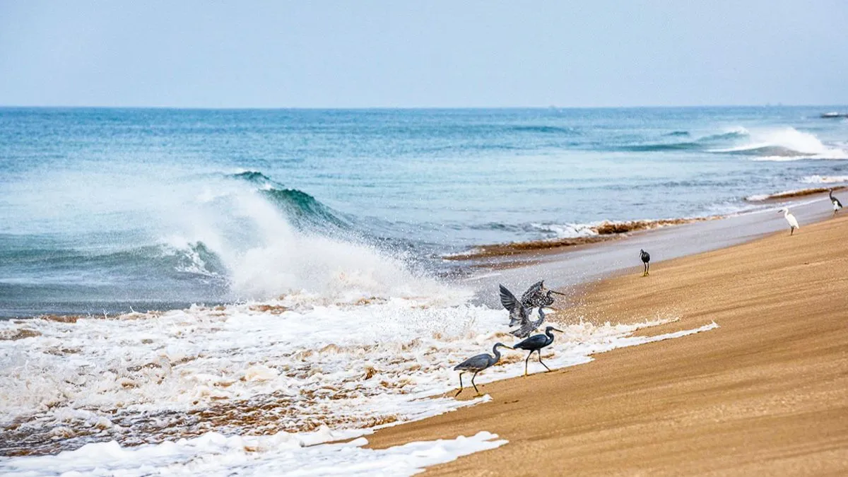 Tithal Beach, Valsad: Complete Guide to Gujarat's Iconic Black Sand Beach