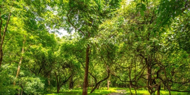 Vansda National Park, Navsari: Complete Guide to Gujarat's Hidden Rainforest