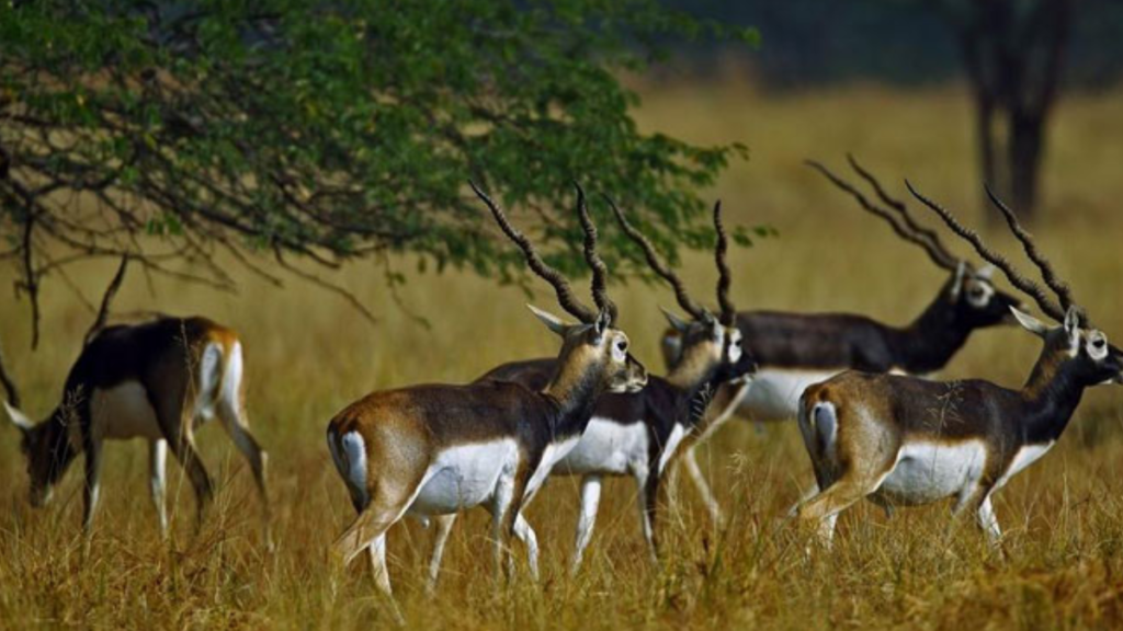 Velavadar Blackbuck National Park