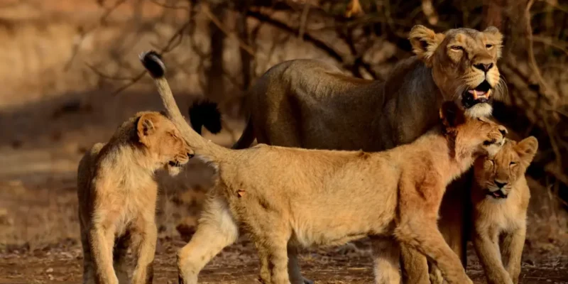 Wildlife Sanctuaries in Gujarat: Best Time to Visit & Booking Info