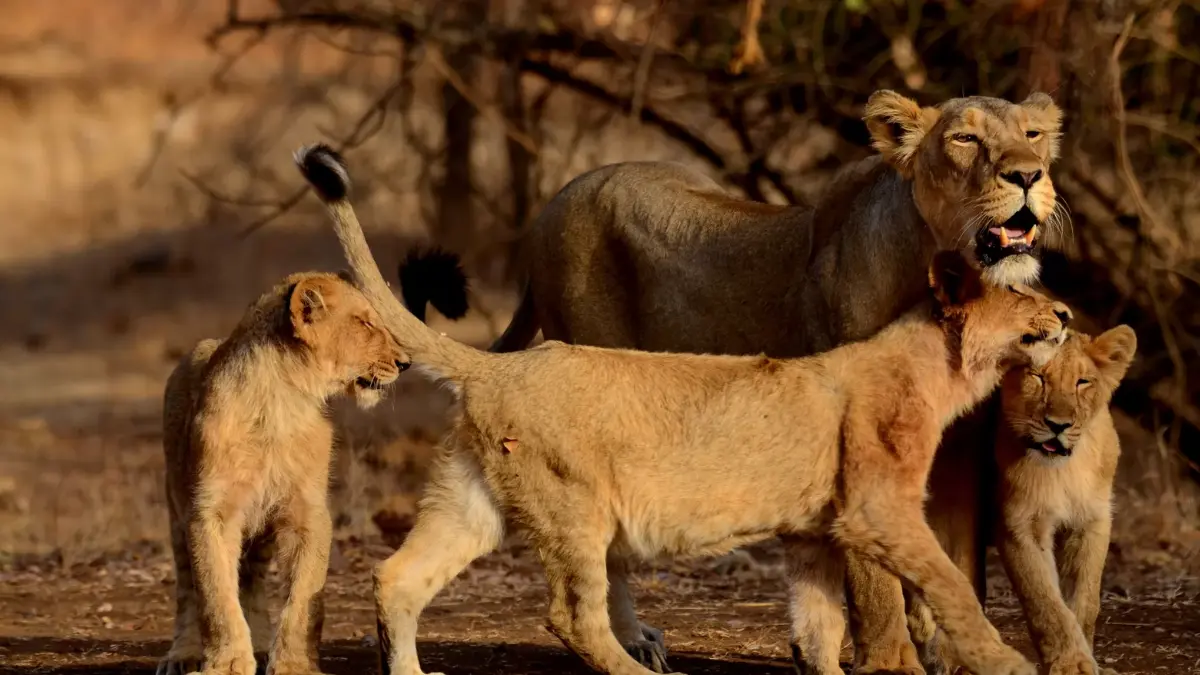 Wildlife Sanctuaries in Gujarat: Best Time to Visit & Booking Info