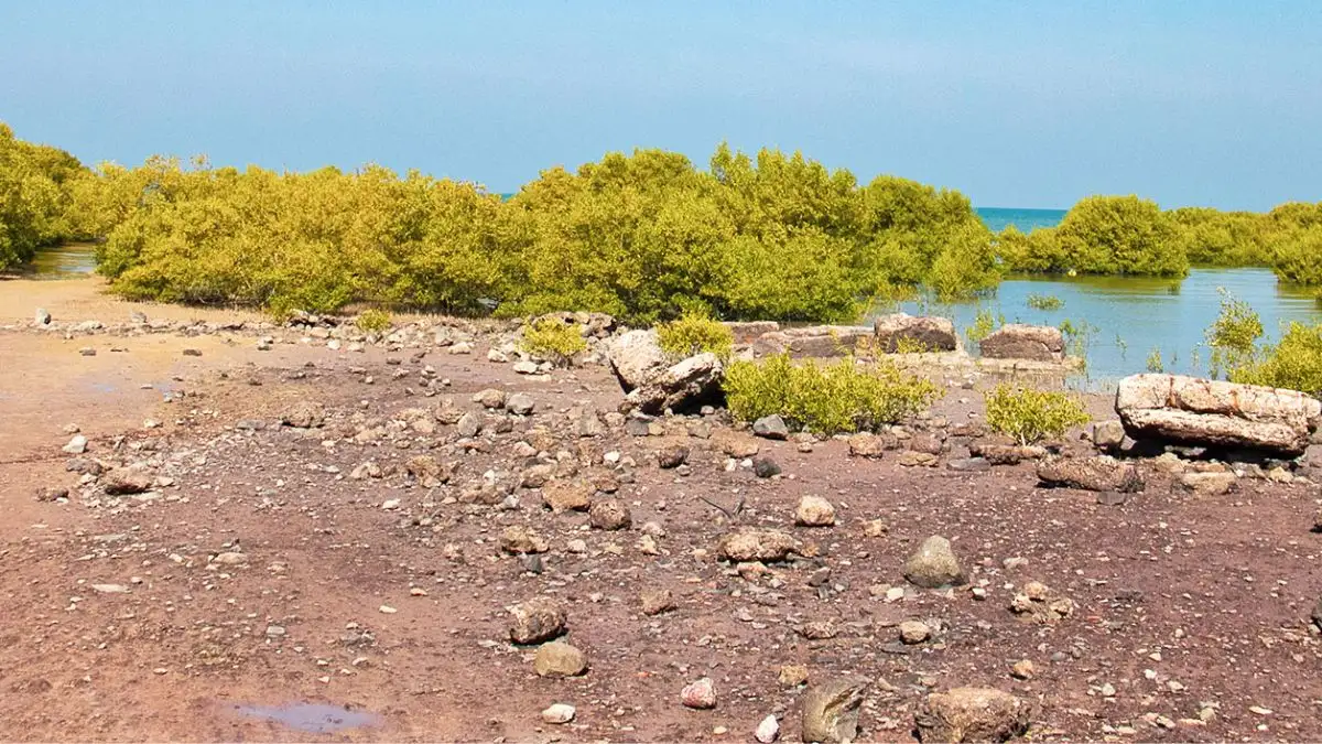 Marine National Park, Jamnagar: Complete Guide to India's First Marine Park - Walk on Living Coral Reefs at Low Tide