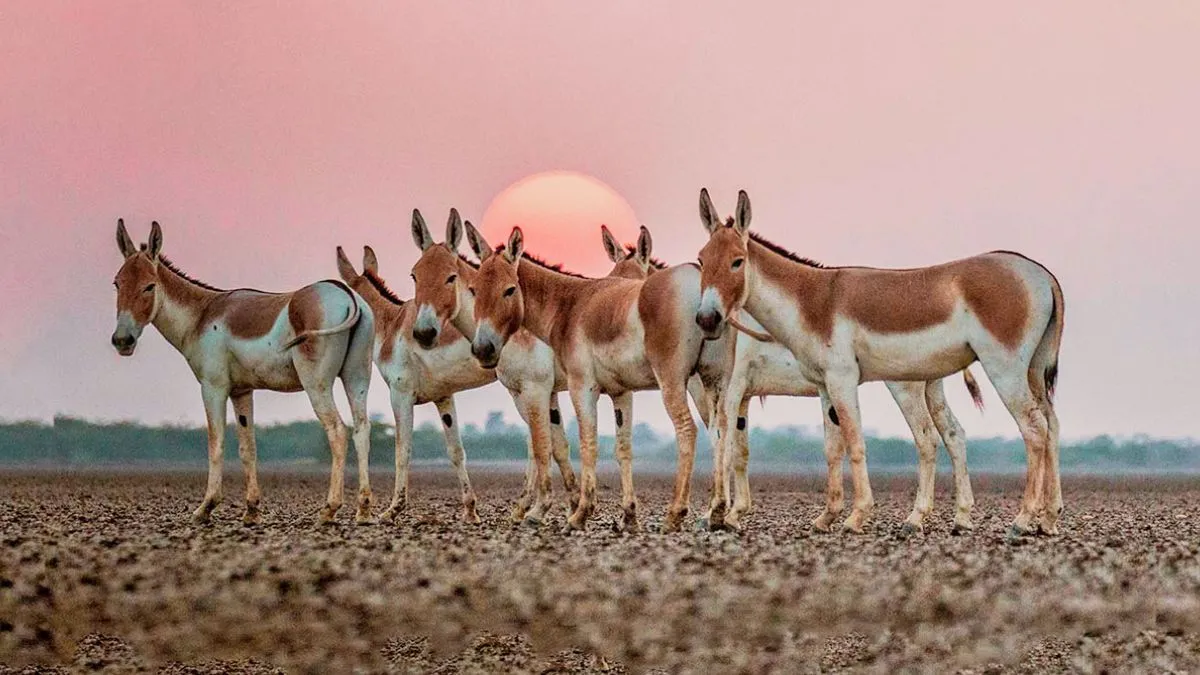 Wild Ass Sanctuary, Surendranagar