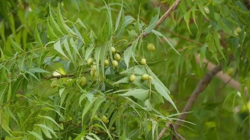 neem tree