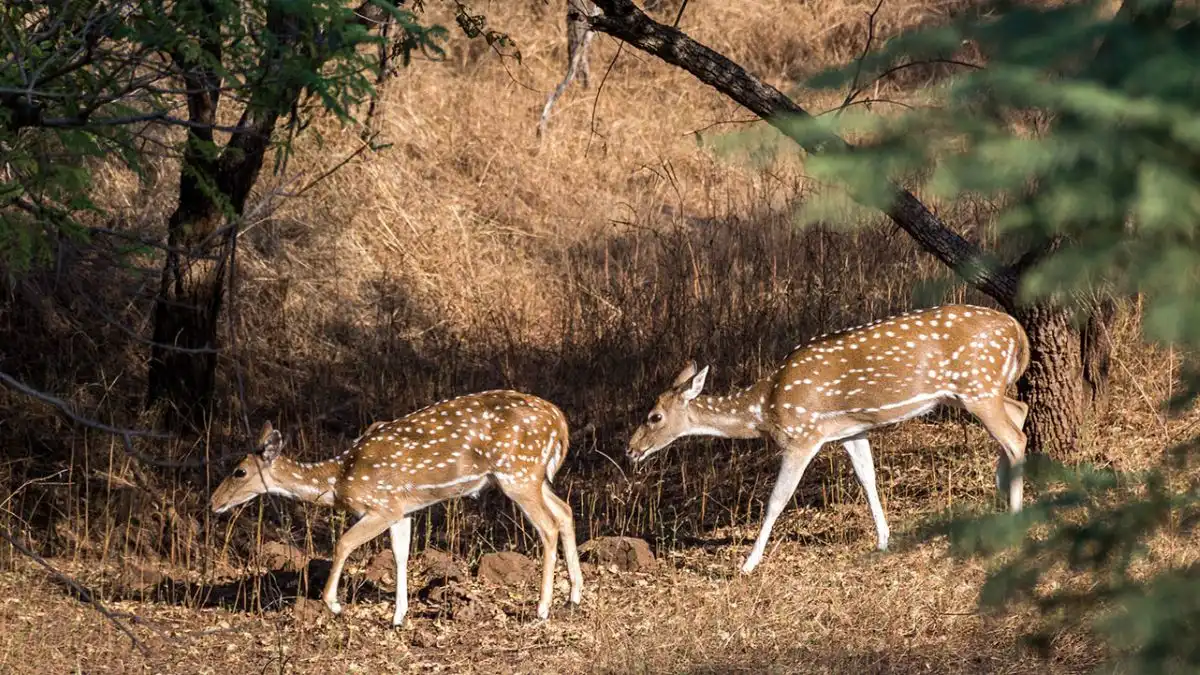 Barda Hills Wildlife Sanctuary