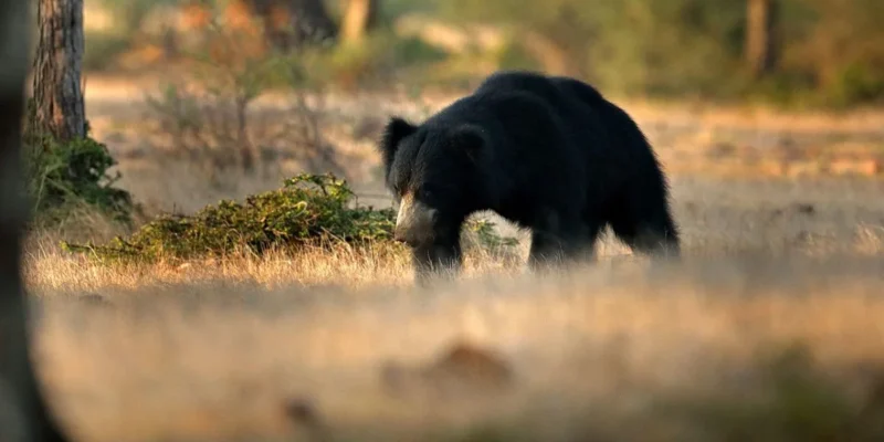 Jessore Sloth Bear Sanctuary