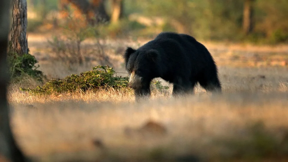 Jessore Sloth Bear Sanctuary