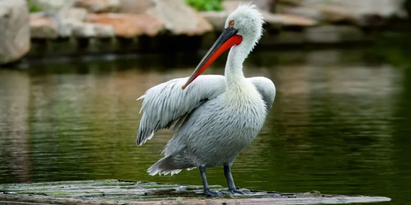 orbandar Bird Sanctuary