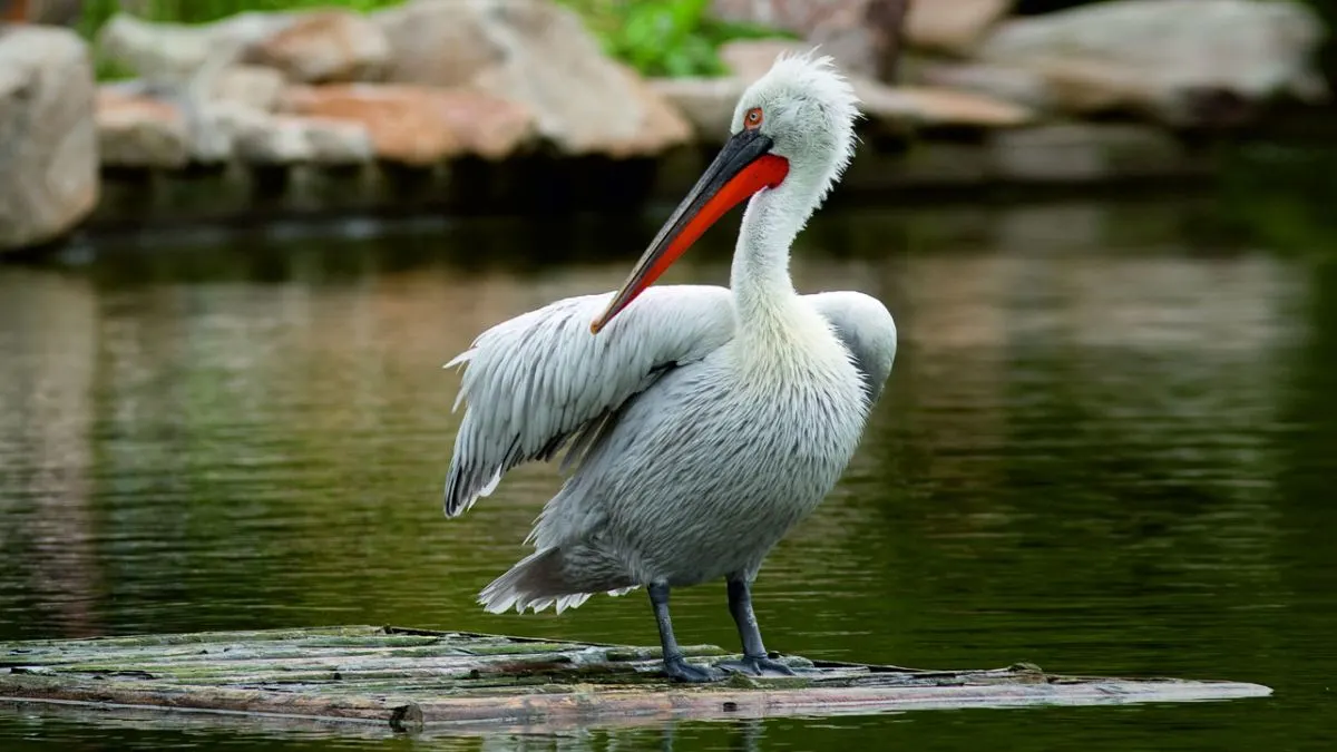 orbandar Bird Sanctuary