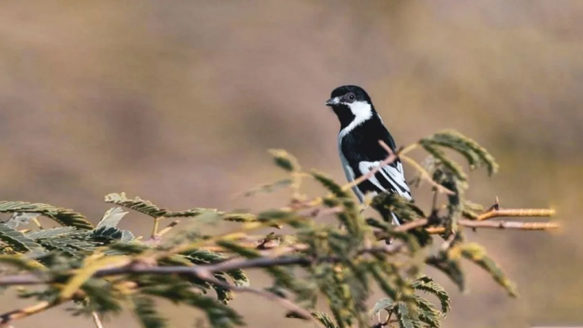 Chhari Dhand Wetland Reserve Kutch