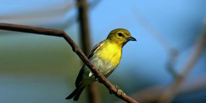 Rampara Wildlife Sanctuary Morbi