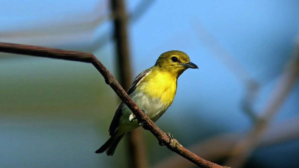 Rampara Wildlife Sanctuary Morbi