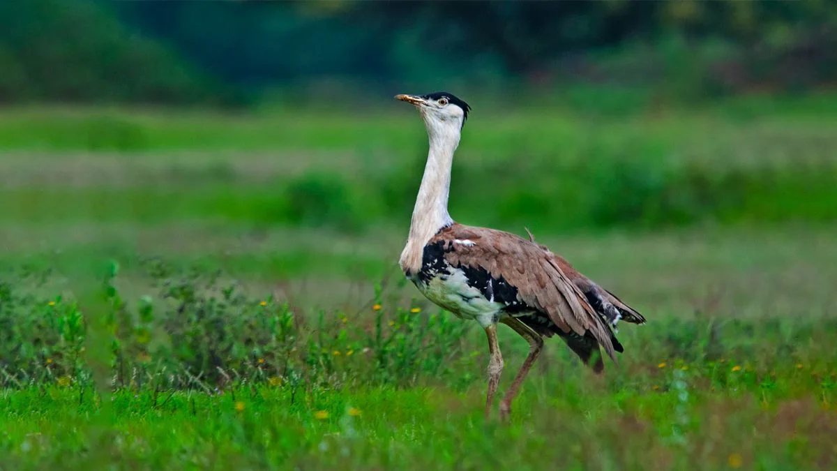 The Great Indian Bustard Sanctuary,Kutch